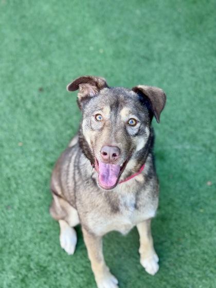 Enlarge Cinnamon , an adoptable mixed breed in Sacramento, CA image 2/3