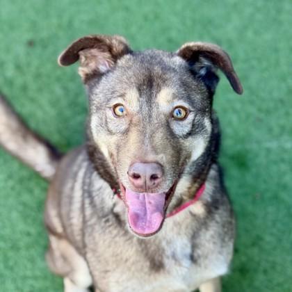 Enlarge Cinnamon , an adoptable mixed breed in Sacramento, CA image 1/3