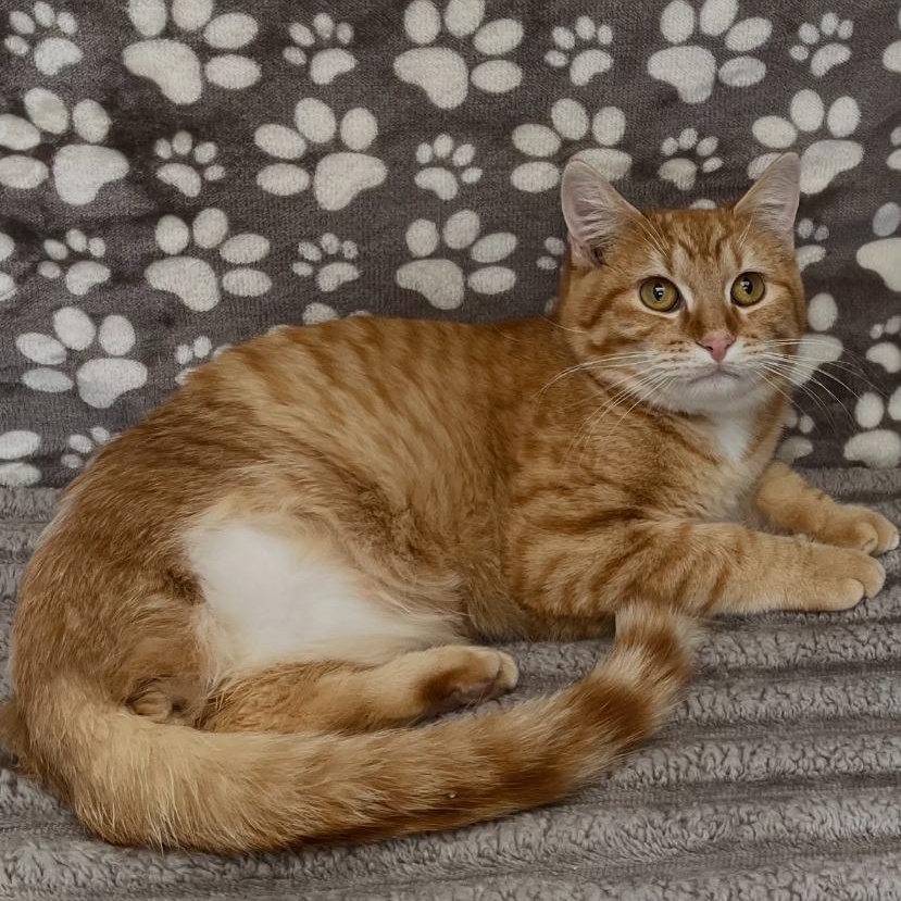 Enlarge Pinny & Pokey, an adopted Domestic Short Hair in Benld, IL image 3/3