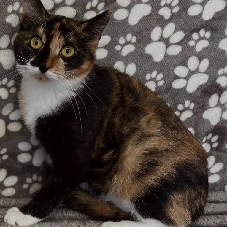 Enlarge Pinny & Pokey, an adopted Domestic Short Hair in Benld, IL image 2/3