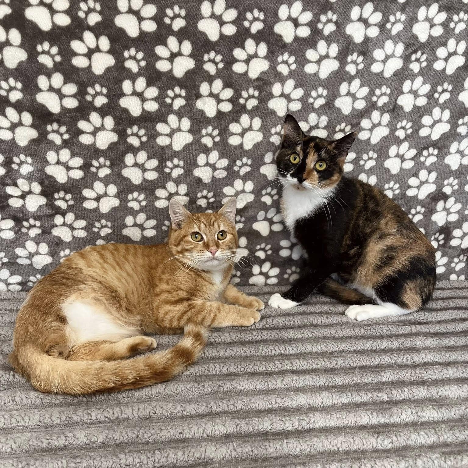 Pinny & Pokey, adopted, Kitten Male Domestic Short Hair.