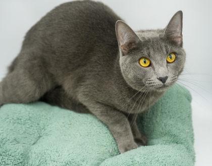 Vera, Adoptable, Young Female Domestic Short Hair & Domestic Short Hair.