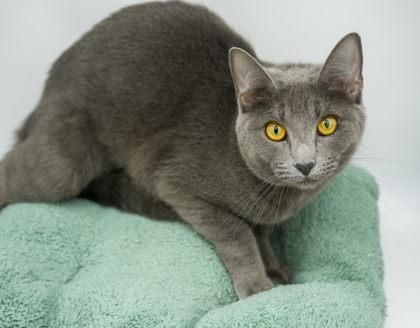 Enlarge Vera, a Adoptable Domestic Short Hair in Bowling Green, KY image 2/3