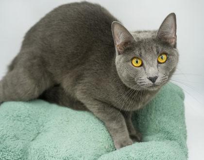 Enlarge Vera, a Adoptable Domestic Short Hair in Bowling Green, KY image 3/3