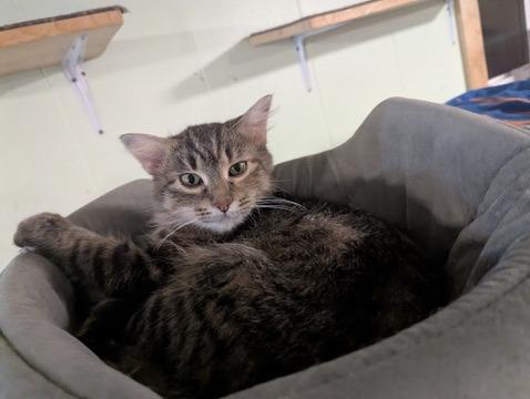 Tabitha, Adopted, Young Female Domestic Short Hair.