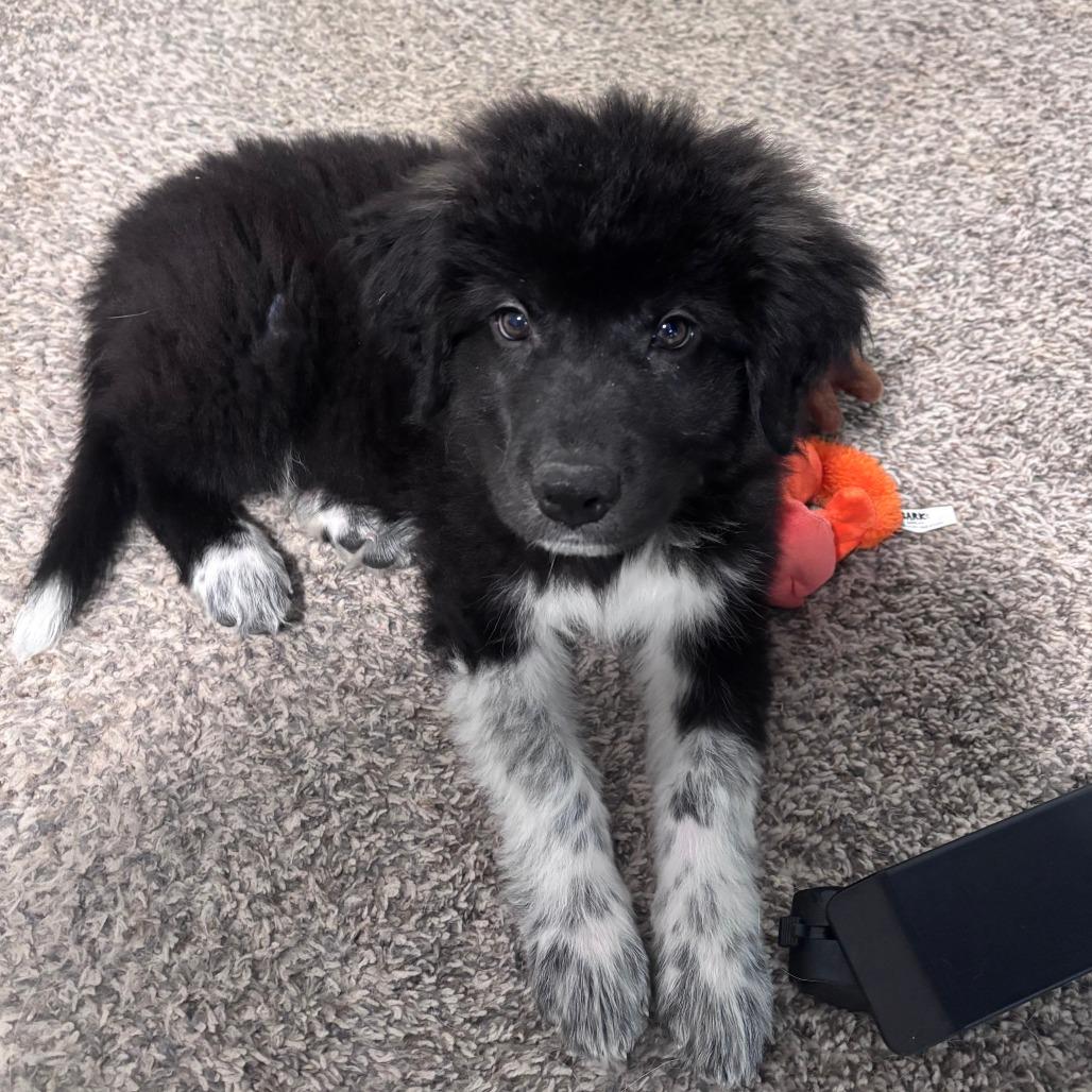 Bravo, Adoptable, Puppy Male Great Pyrenees.