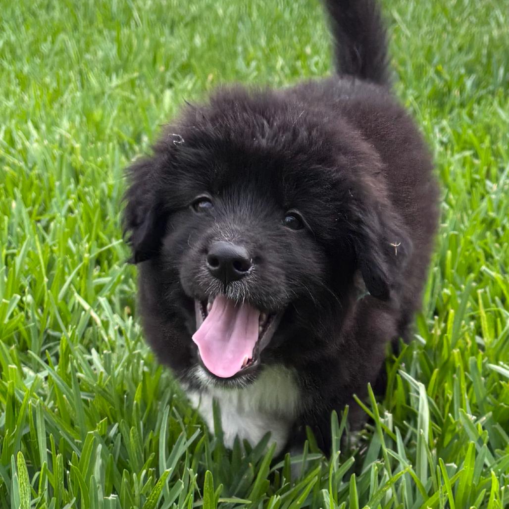 Bravo, a Adoptable Great Pyrenees in Houston, TX image 2/5