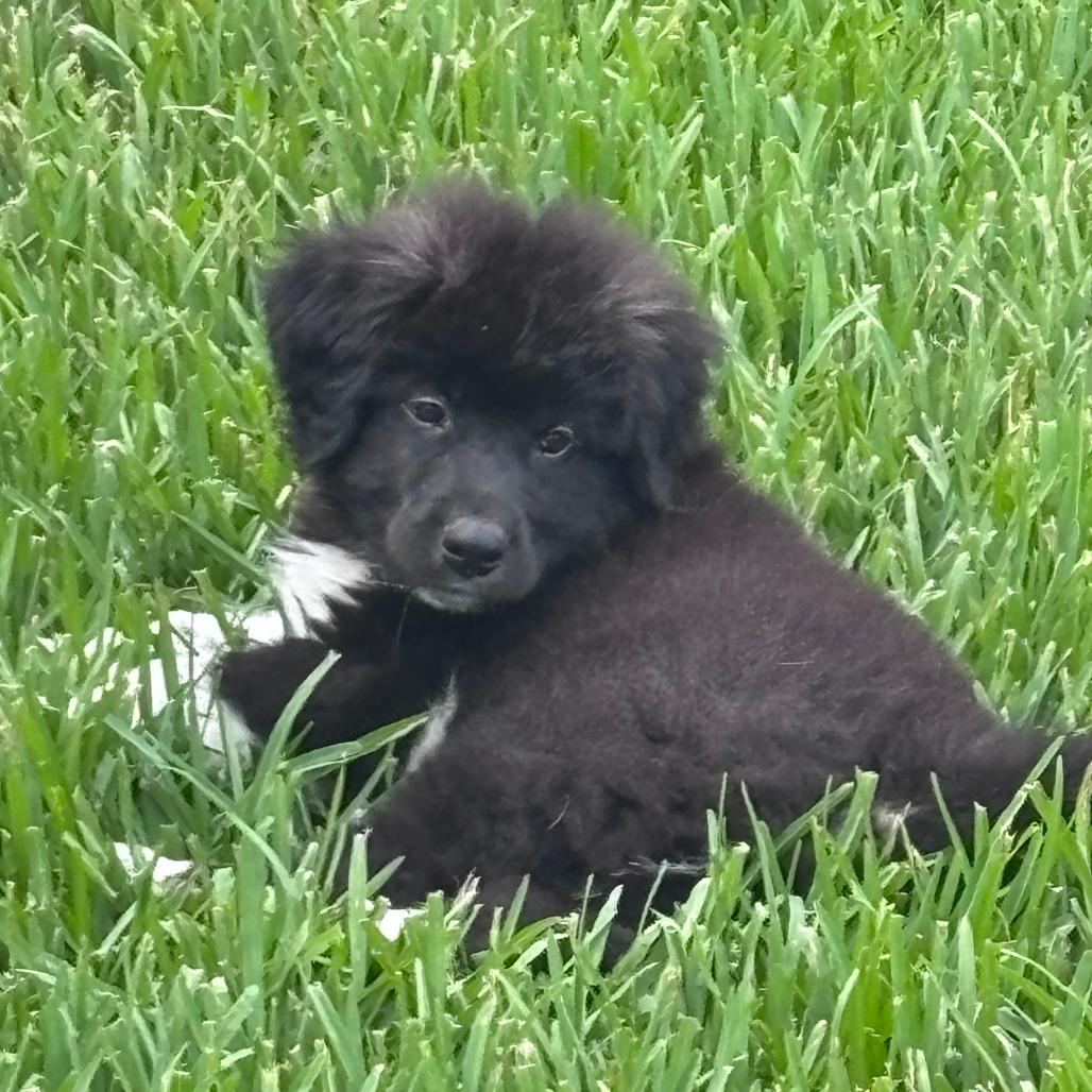Bravo, a Adoptable Great Pyrenees in Houston, TX image 3/5