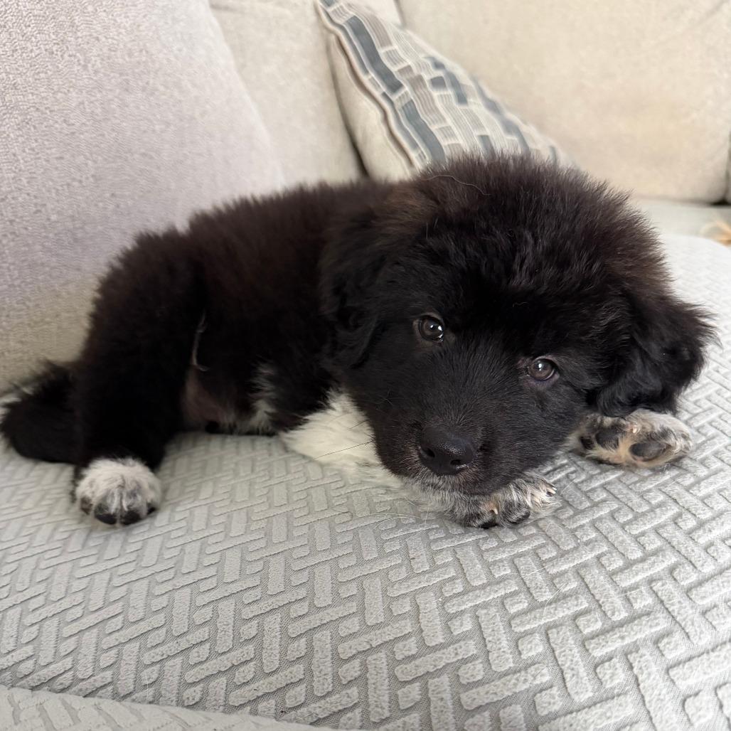 Bravo, a Adoptable Great Pyrenees in Houston, TX image 4/5