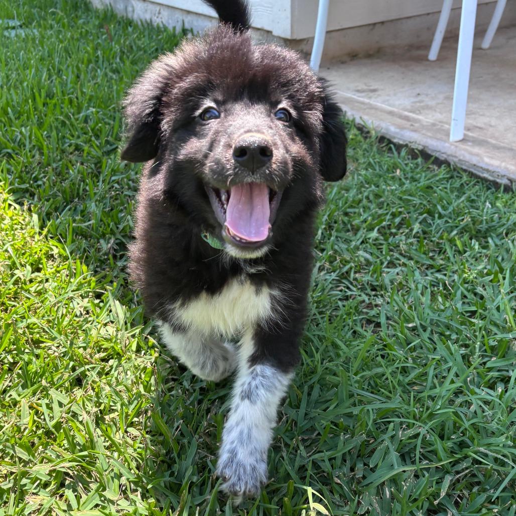 Bravo, a Adoptable Great Pyrenees in Houston, TX image 5/5
