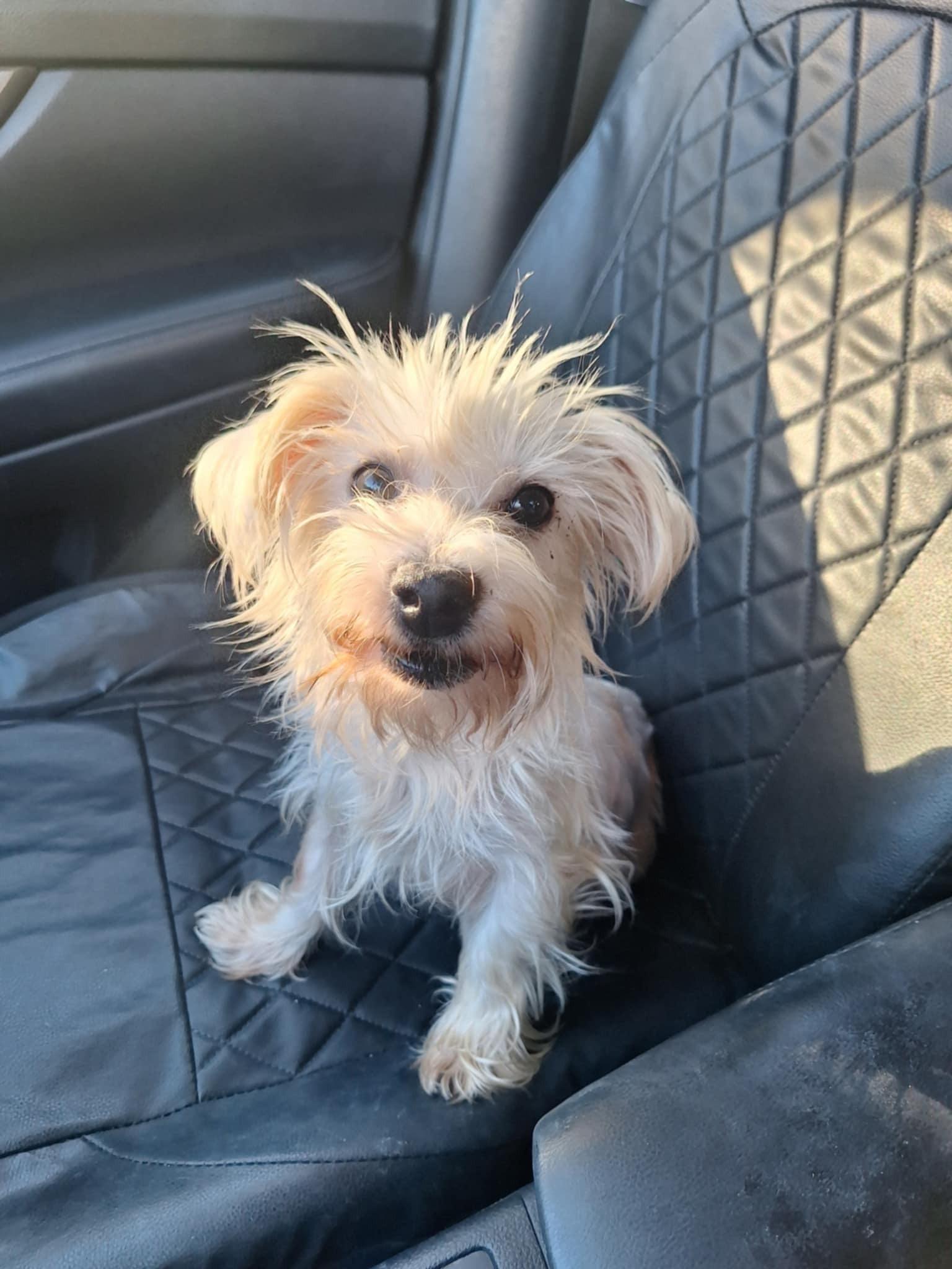 Enlarge Debbie, a Adopted Maltese in Pipe Creek, TX image 1/1