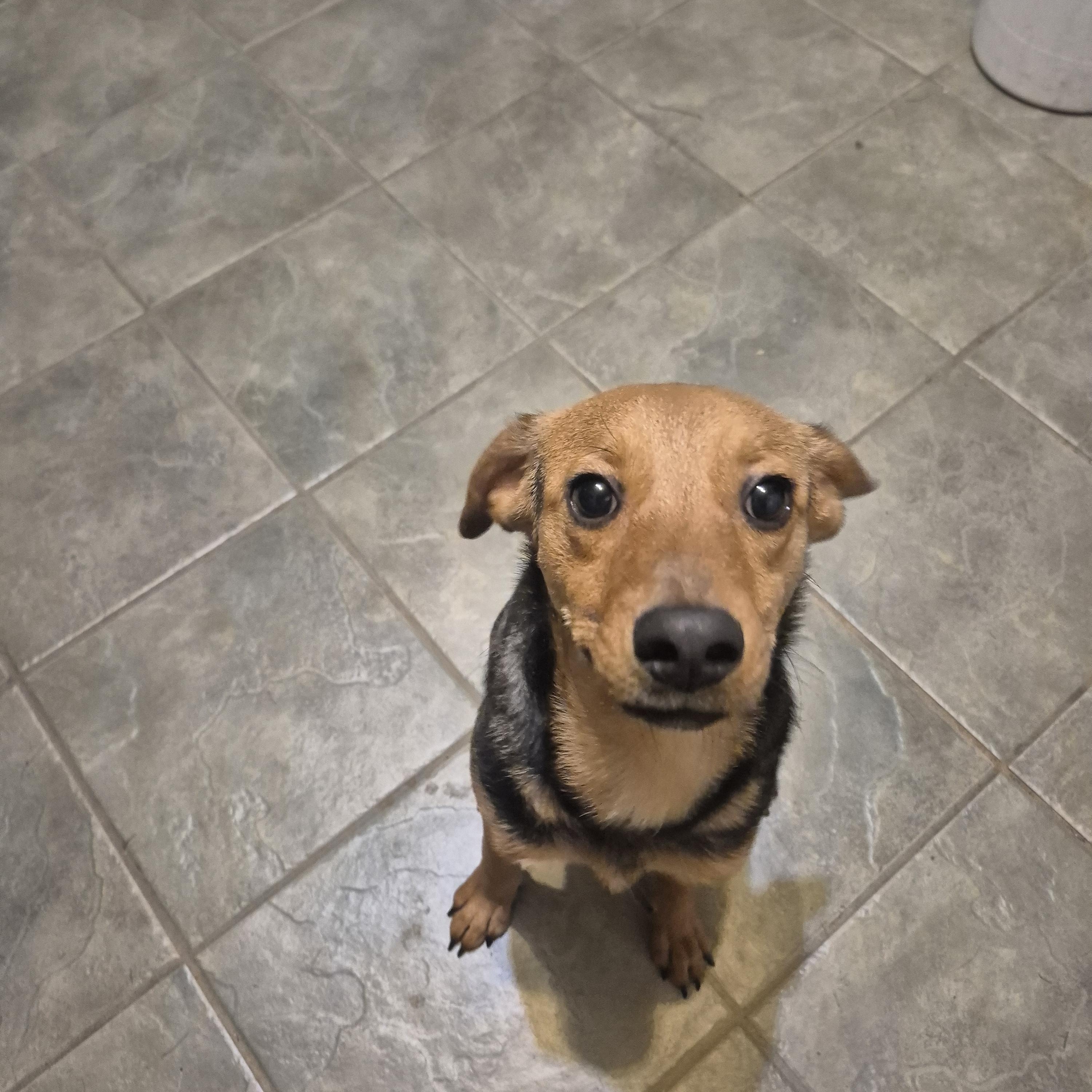 Beatrice, a Adopted mixed breed in metairie, LA image 5/6