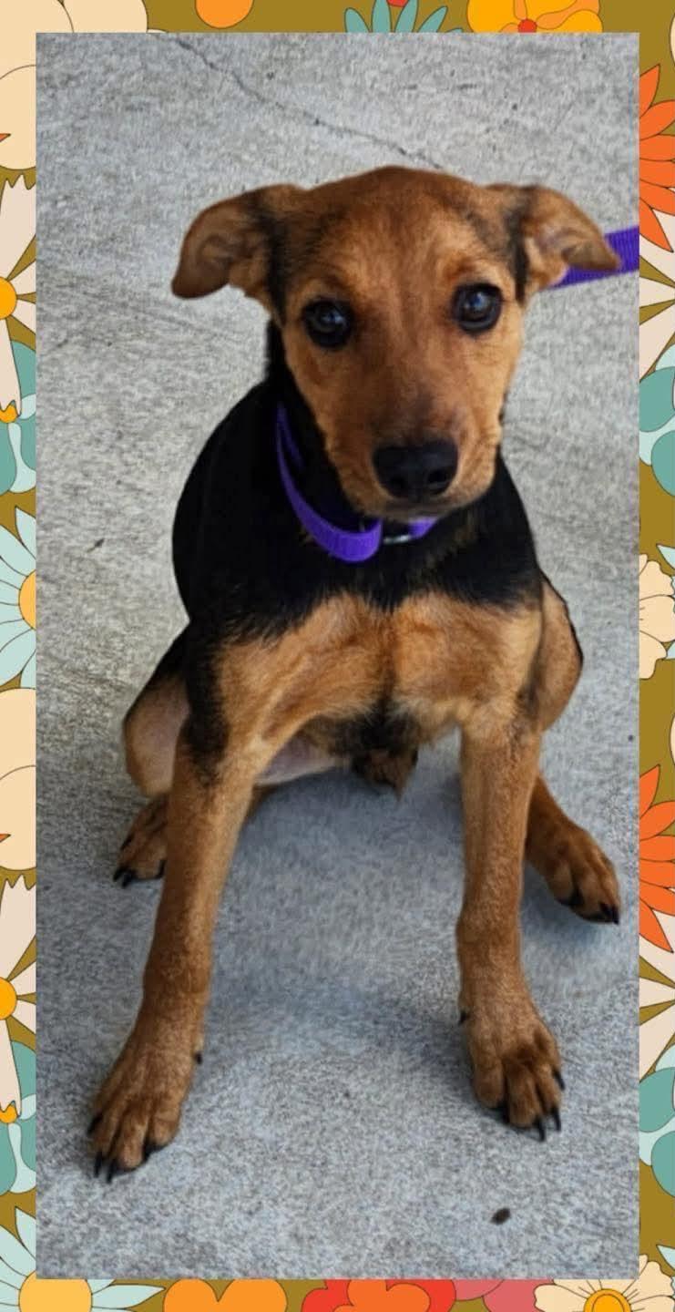 Beatrice, a Adopted mixed breed in metairie, LA image 4/6