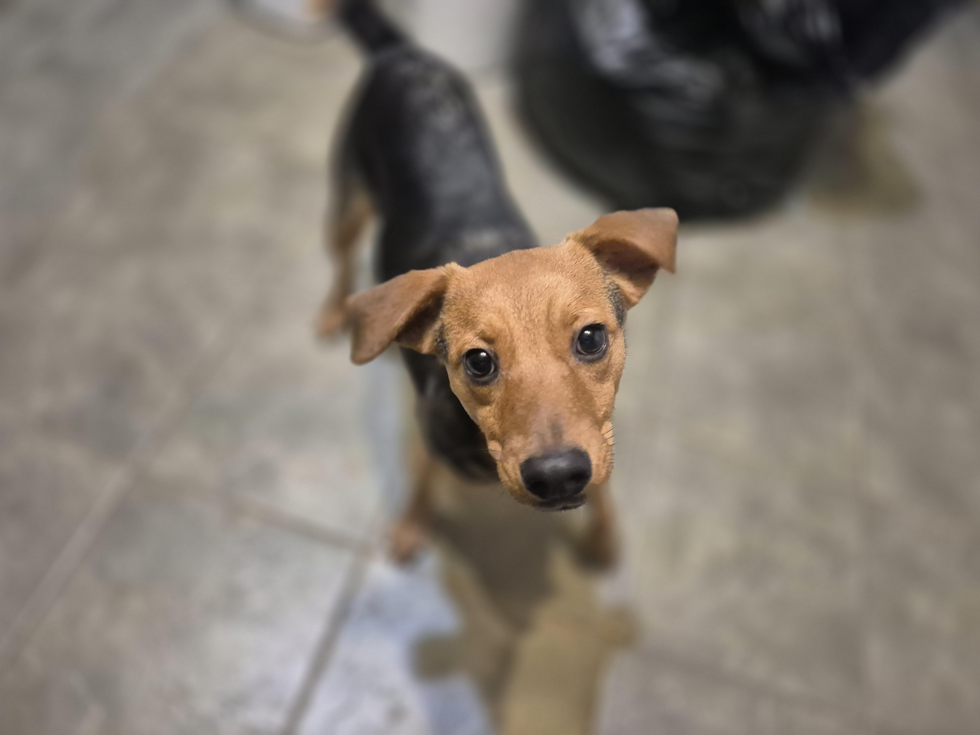 Beatrice, Adopted, Young Female Beagle & Terrier.