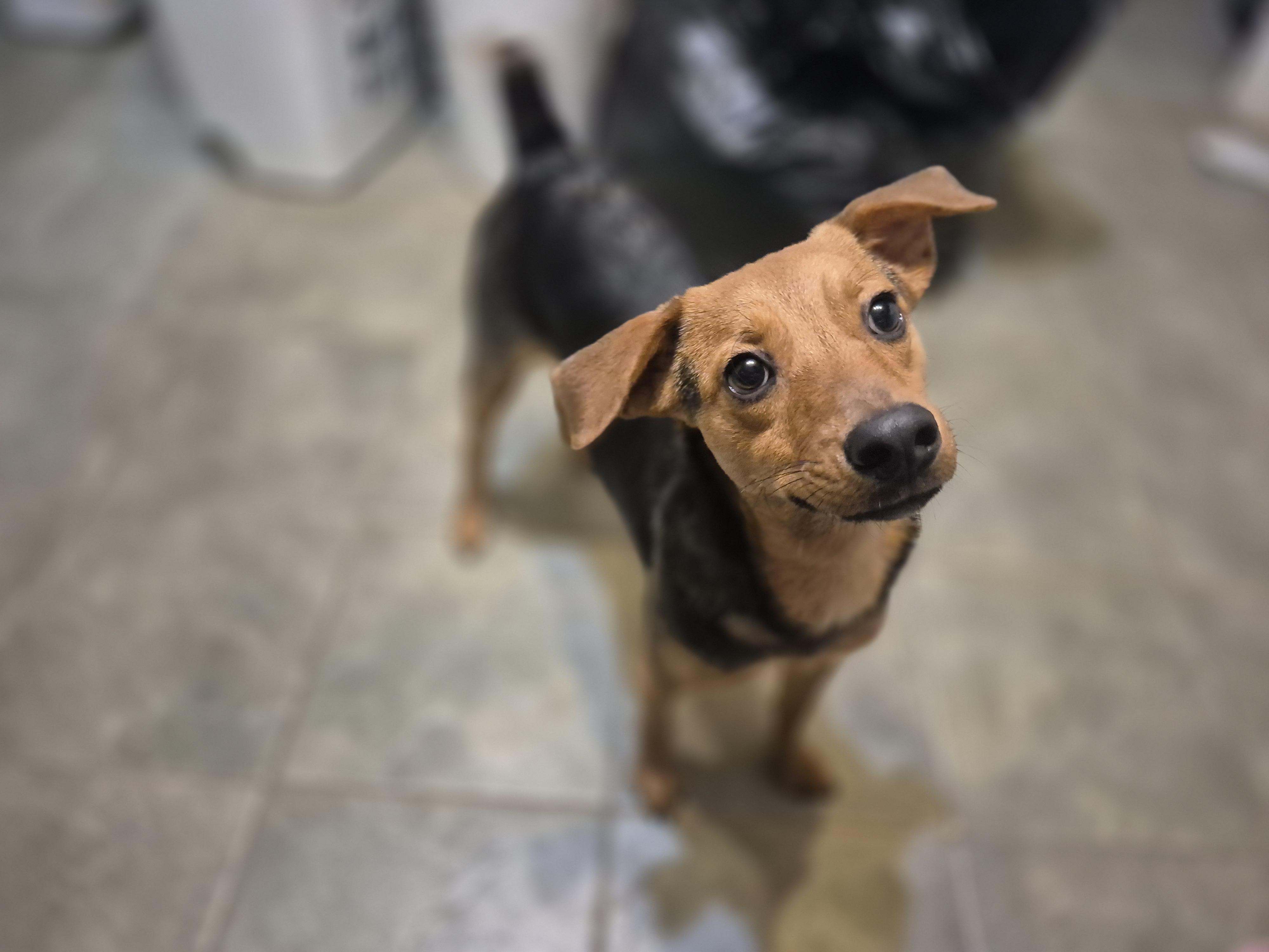 Beatrice, a Adopted mixed breed in metairie, LA image 3/6