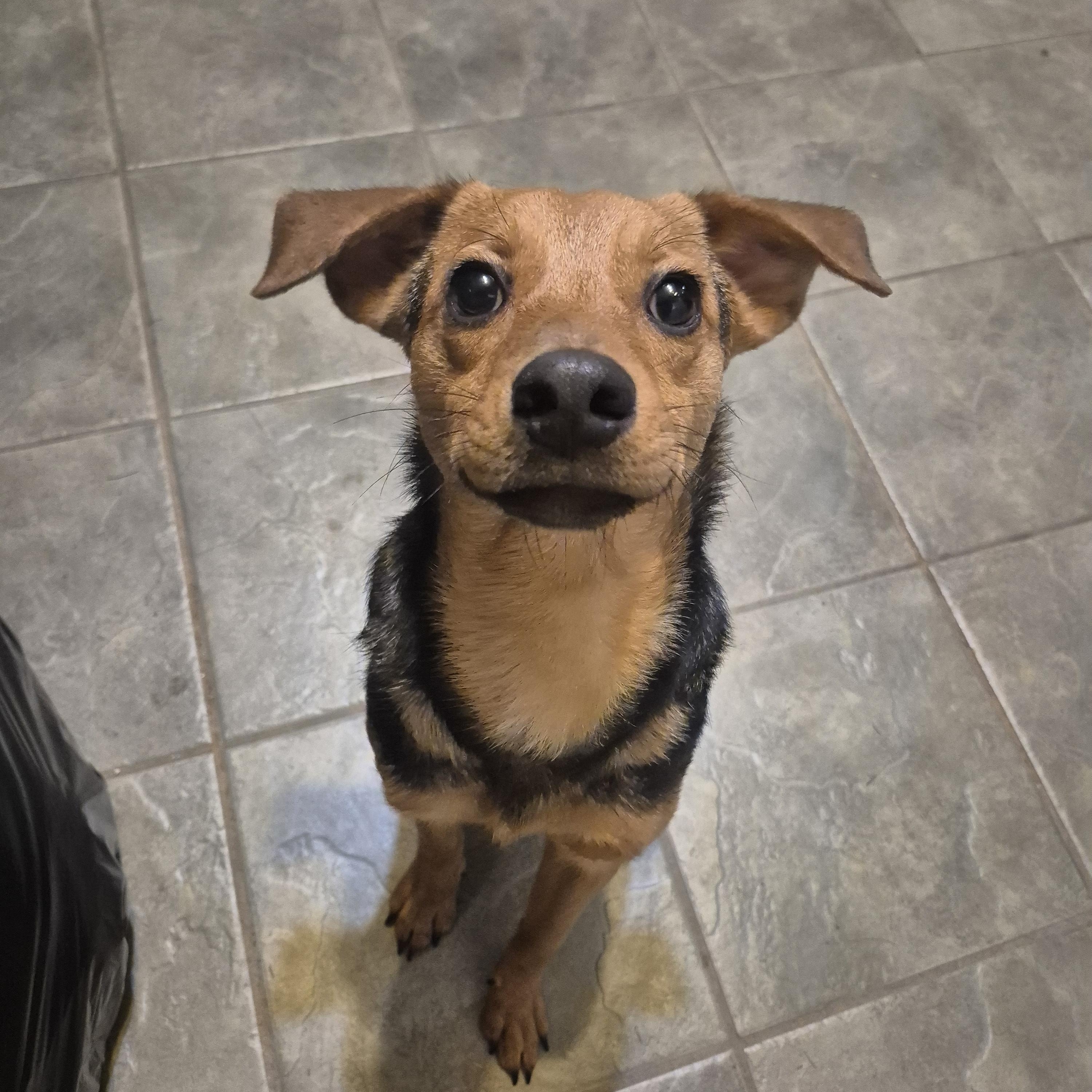 Beatrice, a Adopted mixed breed in metairie, LA image 2/6