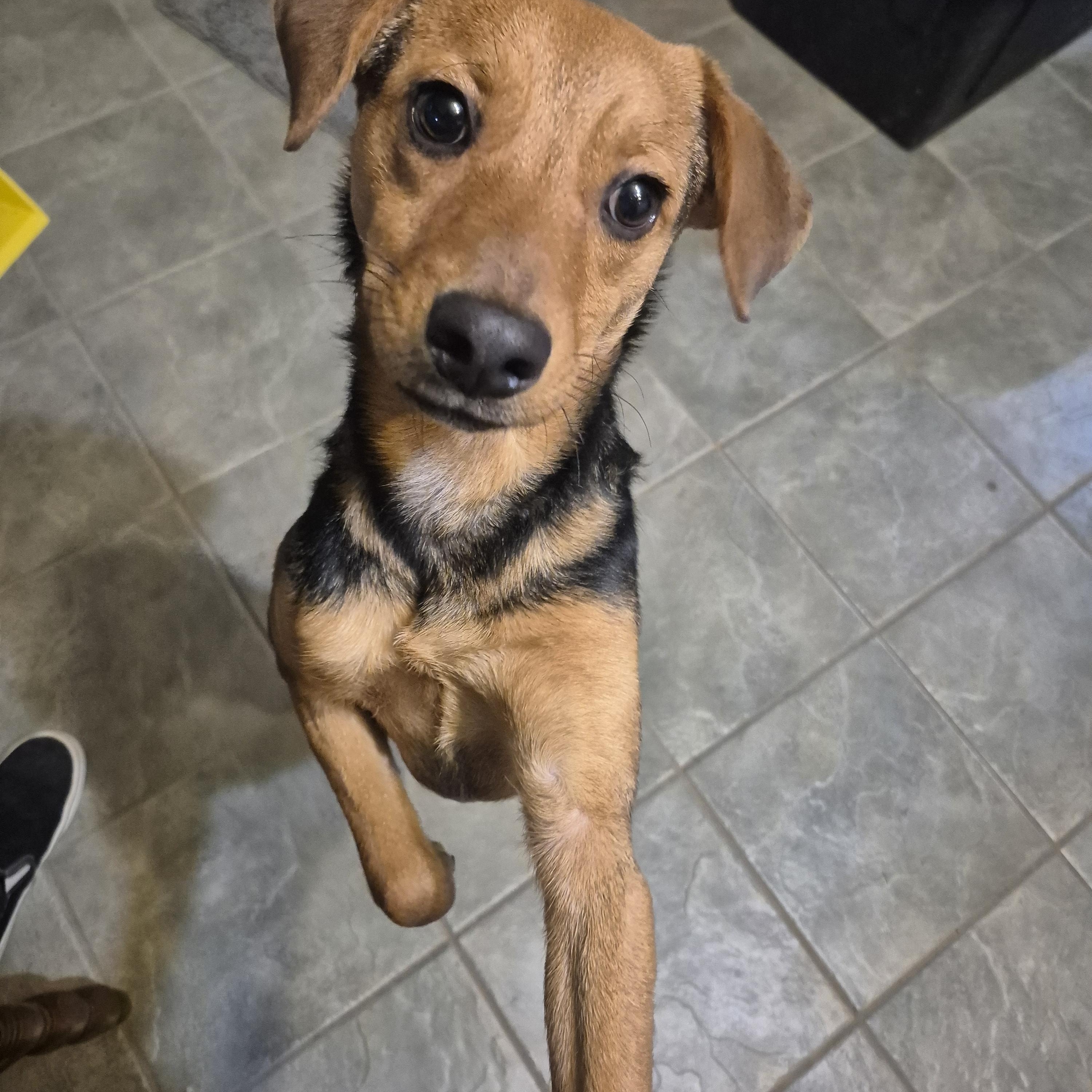 Beatrice, a Adopted mixed breed in metairie, LA image 6/6