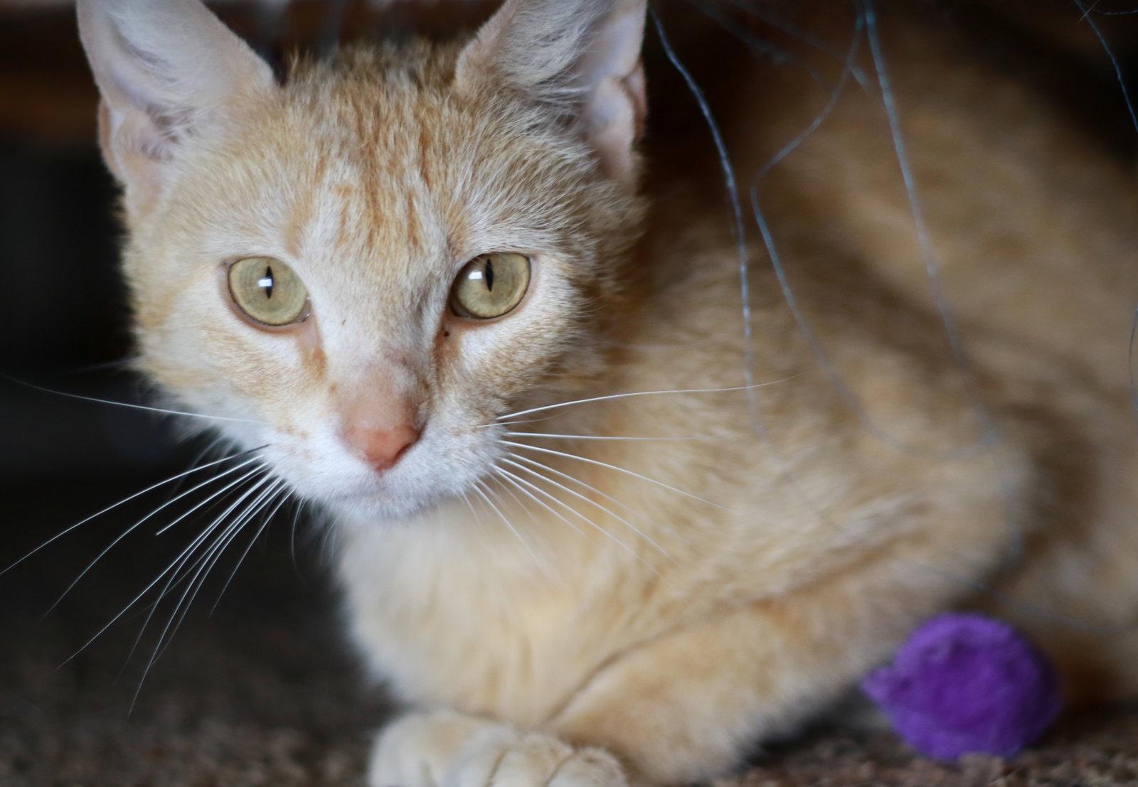 Merida, Adoptable, Adult Female Tabby & Domestic Short Hair.