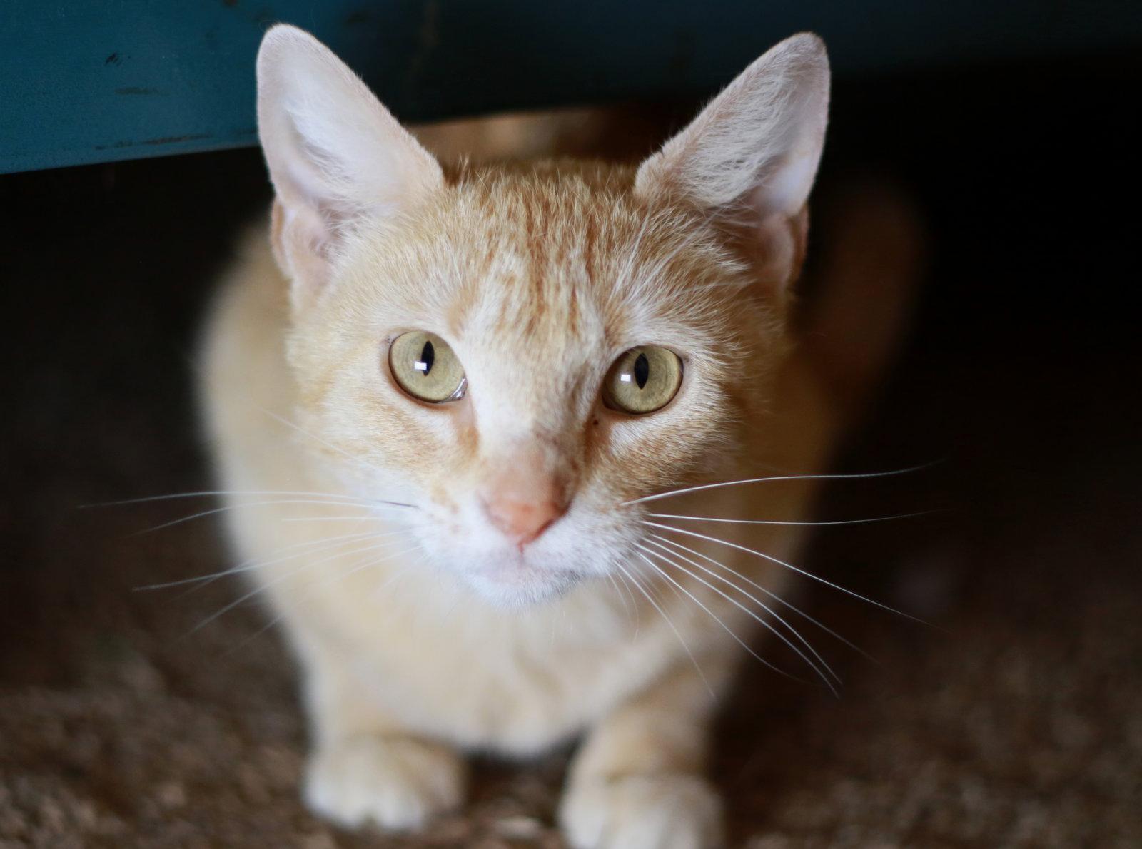 Enlarge Merida, a Adoptable mixed breed in Mankato, MN image 2/3