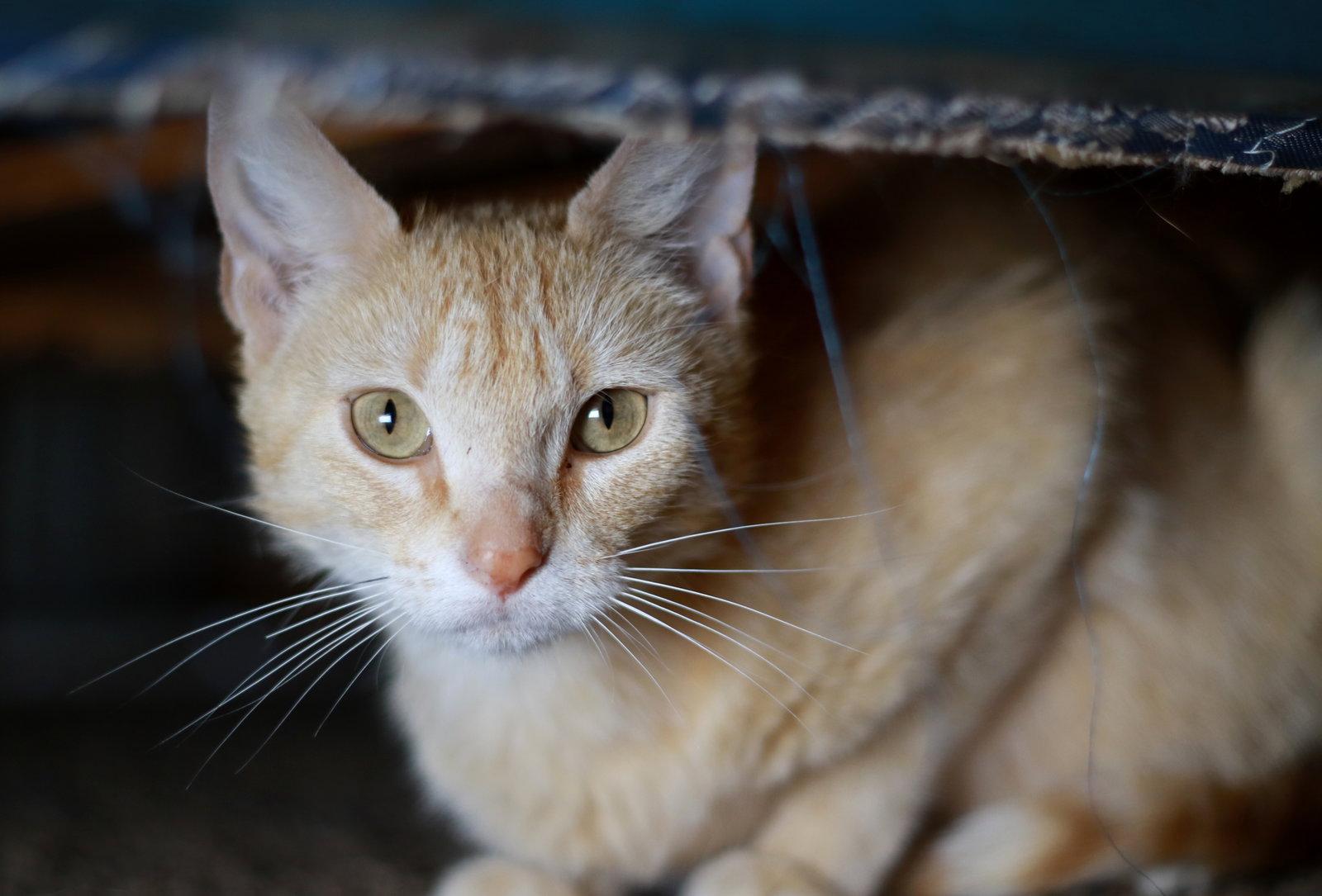 Enlarge Merida, a Adoptable mixed breed in Mankato, MN image 3/3