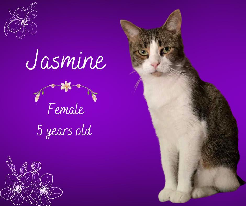 Jasmine, Adoptable, Adult Female Tabby.