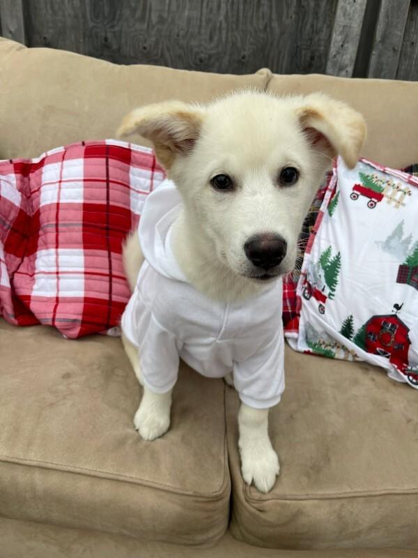 Enlarge Lance, a Adoptable Mixed Breed in Athens, ON image 1/6