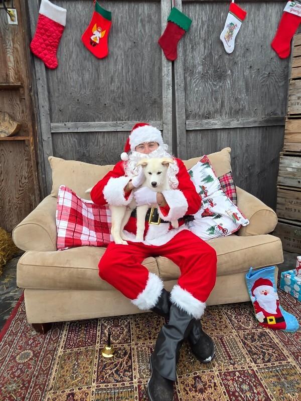 Enlarge Lance, a Adoptable Mixed Breed in Athens, ON image 2/6