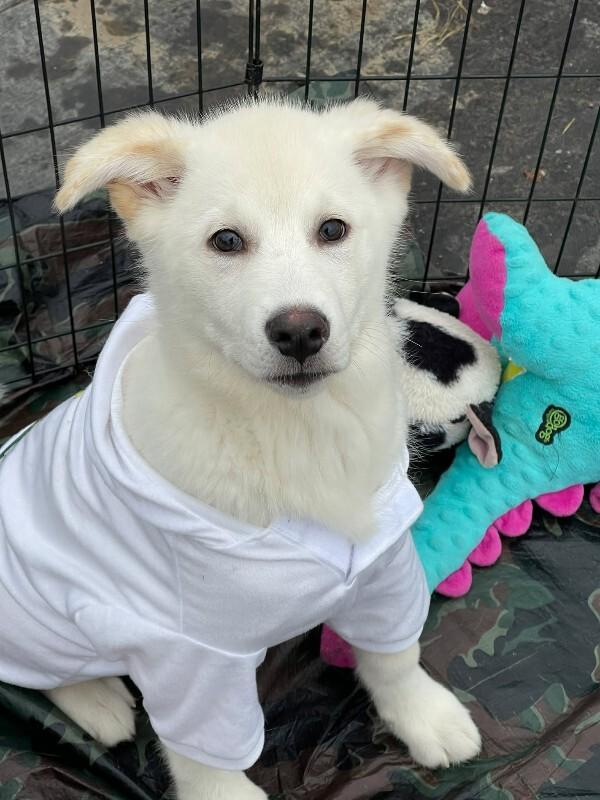 Enlarge Lance, a Adoptable Mixed Breed in Athens, ON image 3/6