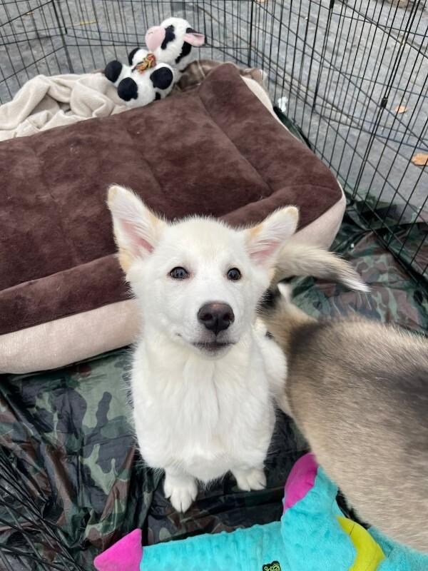 Enlarge Lance, a Adoptable Mixed Breed in Athens, ON image 4/6