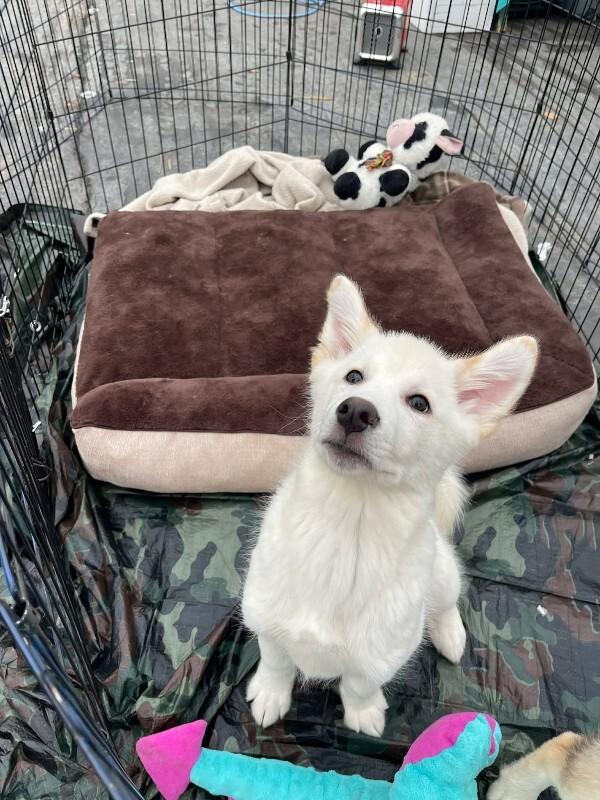 Enlarge Lance, a Adoptable Mixed Breed in Athens, ON image 5/6