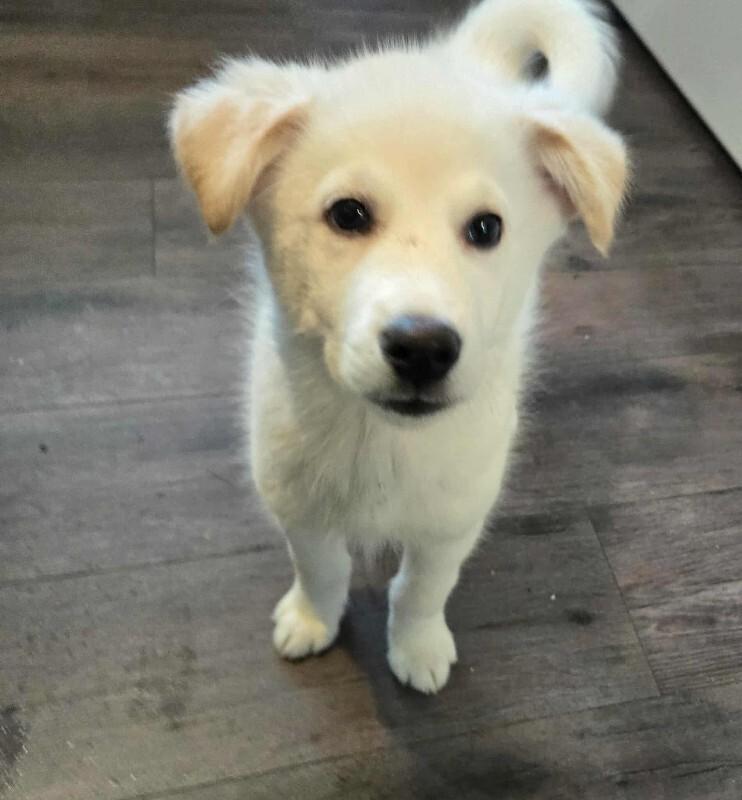 Enlarge Lance, a Adoptable Mixed Breed in Athens, ON image 6/6