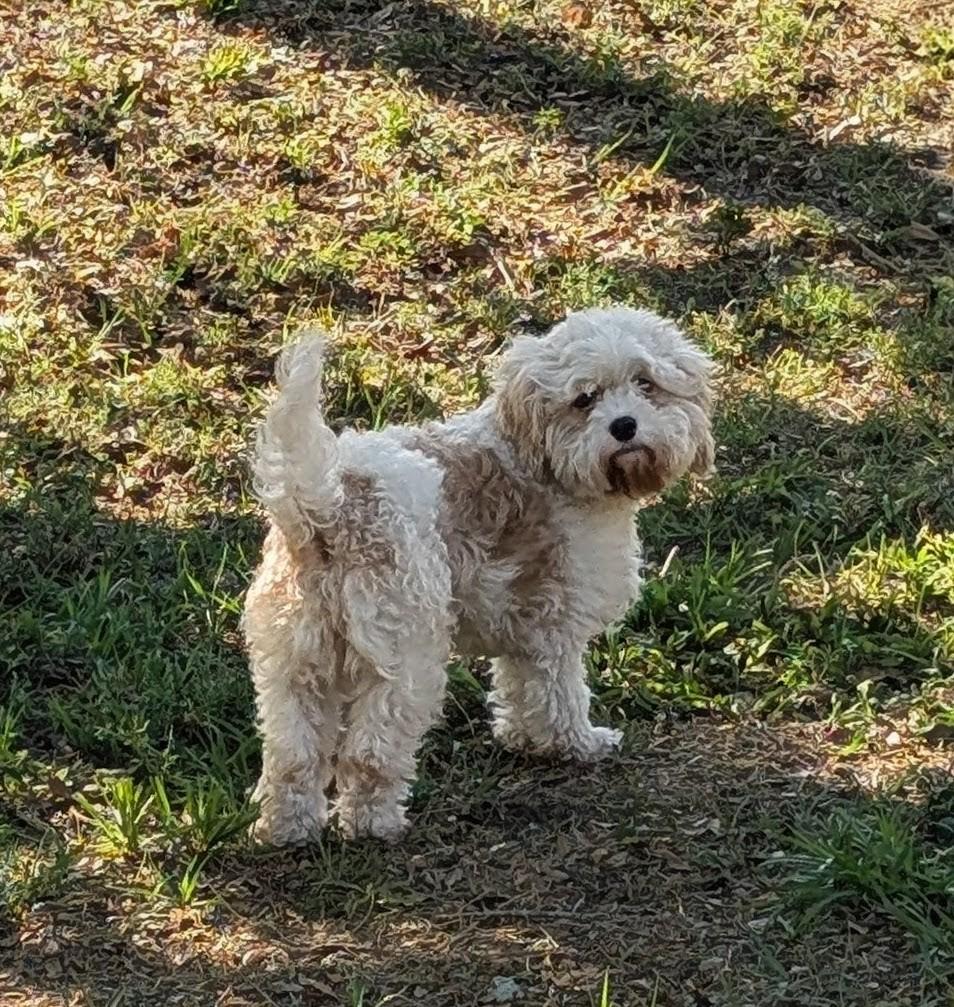 Enlarge Steffie, a Adoptable mixed breed in Orlando, FL image 3/4