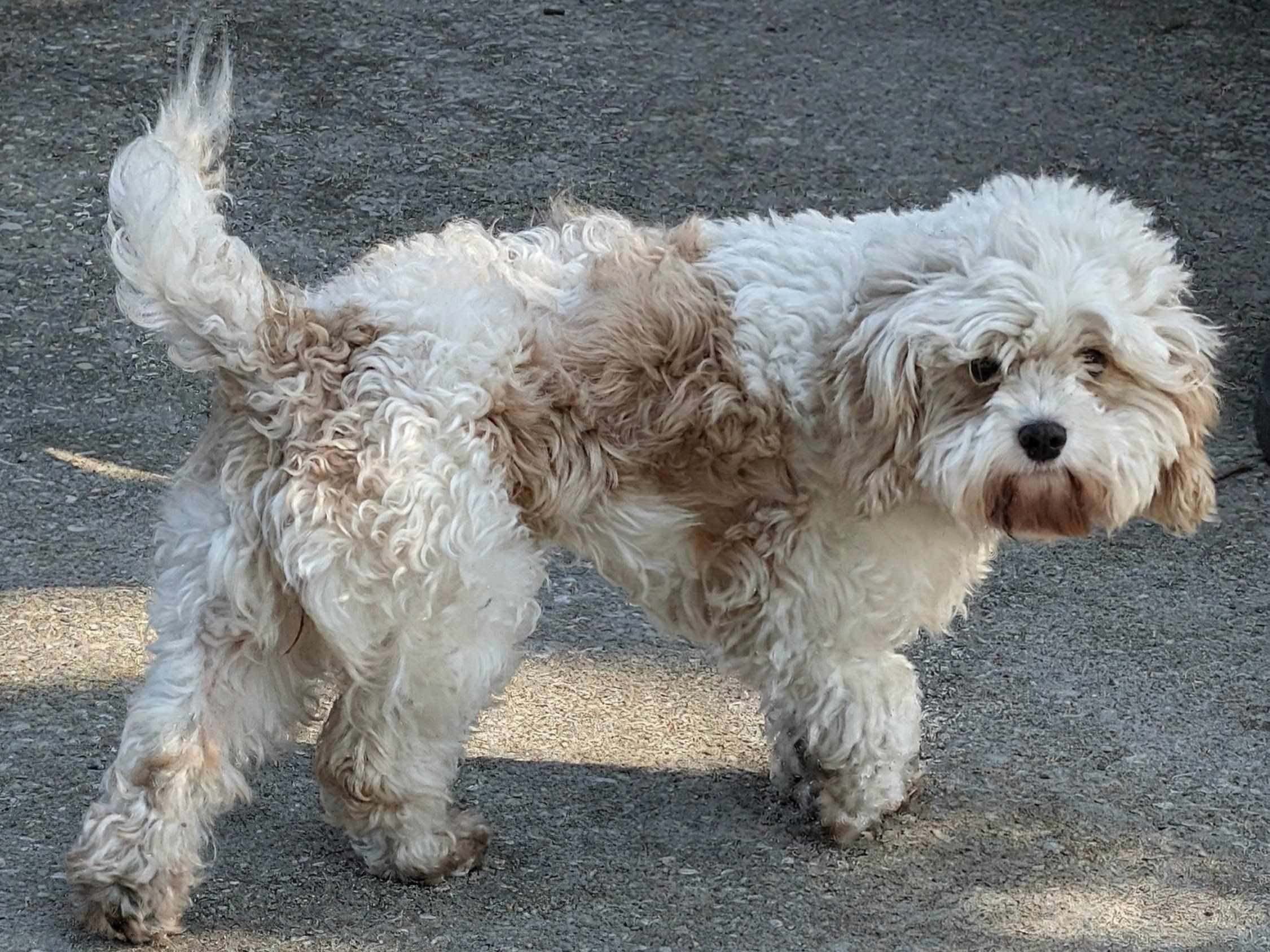 Enlarge Steffie, a Adoptable mixed breed in Orlando, FL image 2/4
