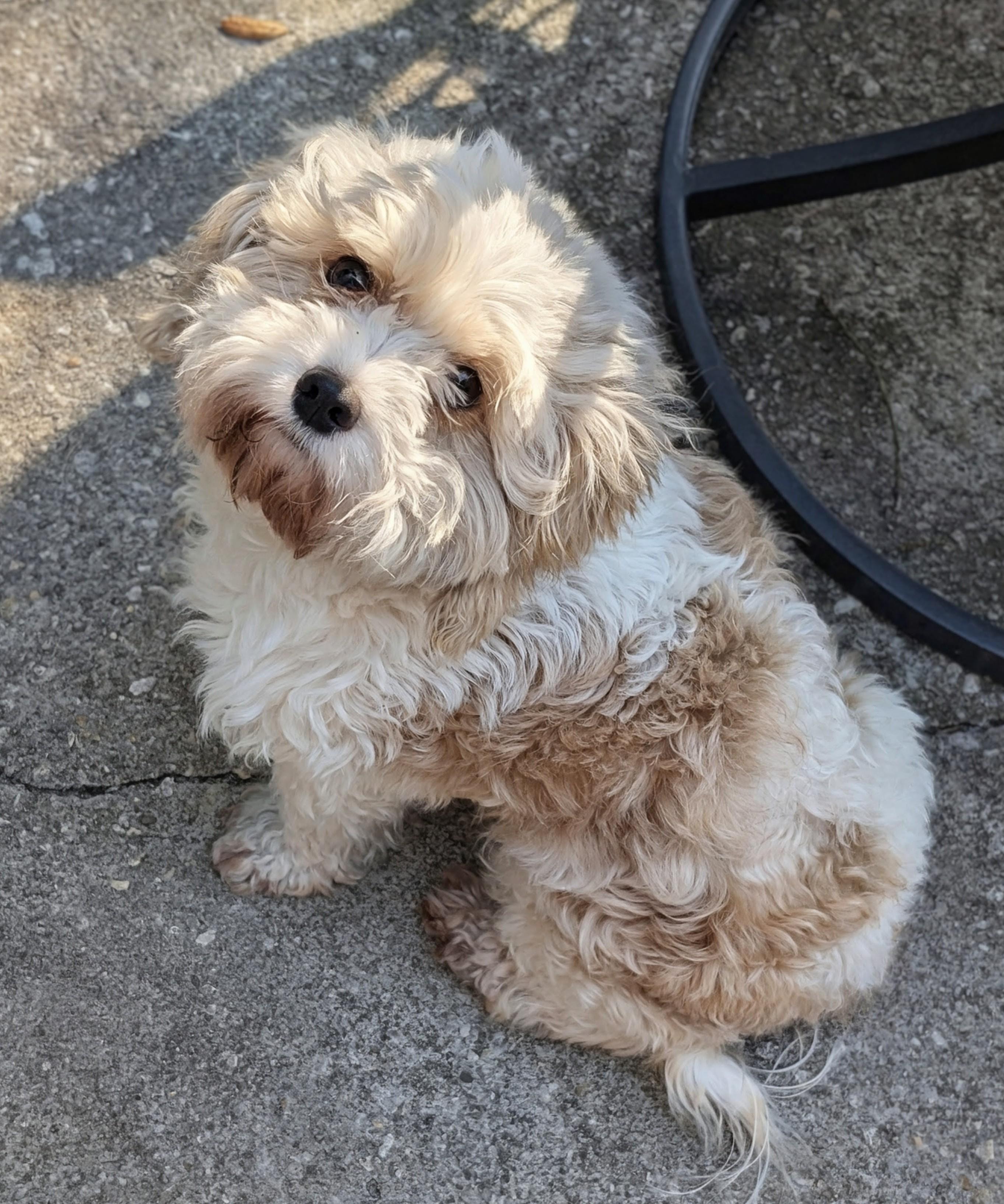 Enlarge Steffie, a Adoptable mixed breed in Orlando, FL image 4/4