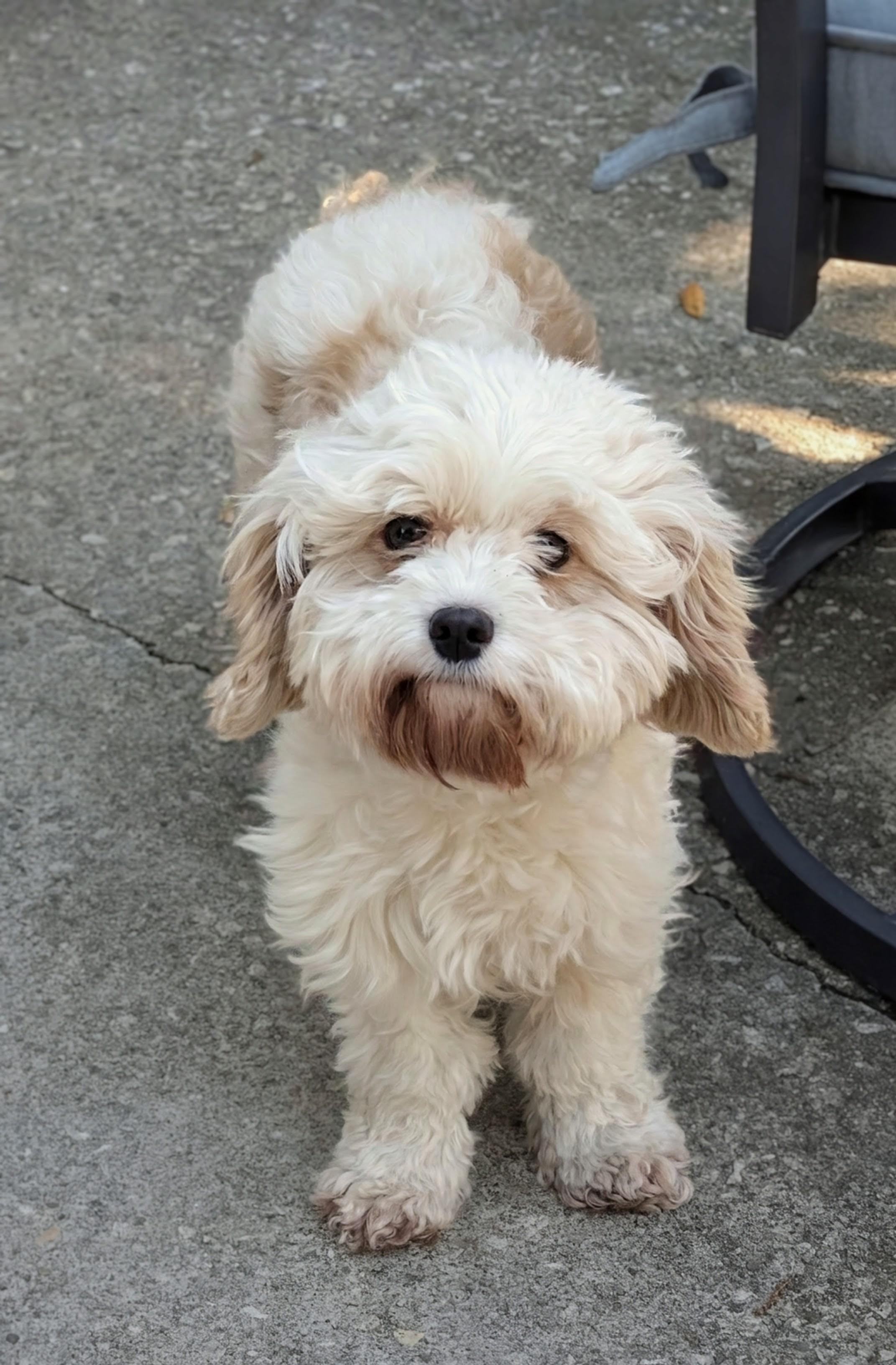 Enlarge Steffie, a Adoptable mixed breed in Orlando, FL image 1/4