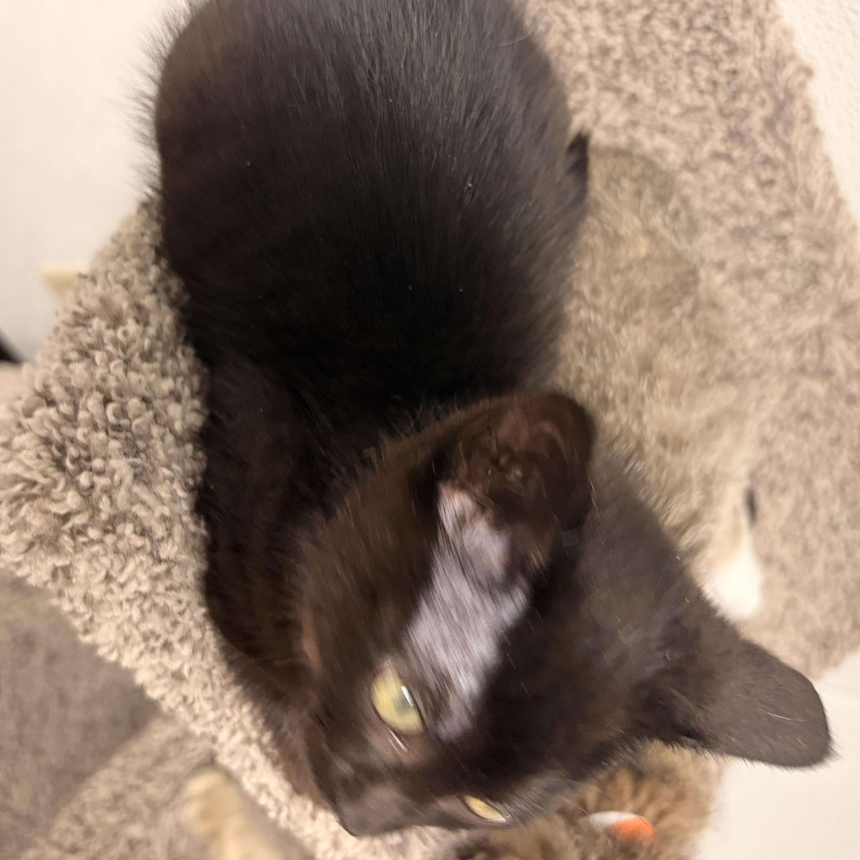 June Bug, a ADOPTABLE Domestic Short Hair in Bryan, OH image 2/2