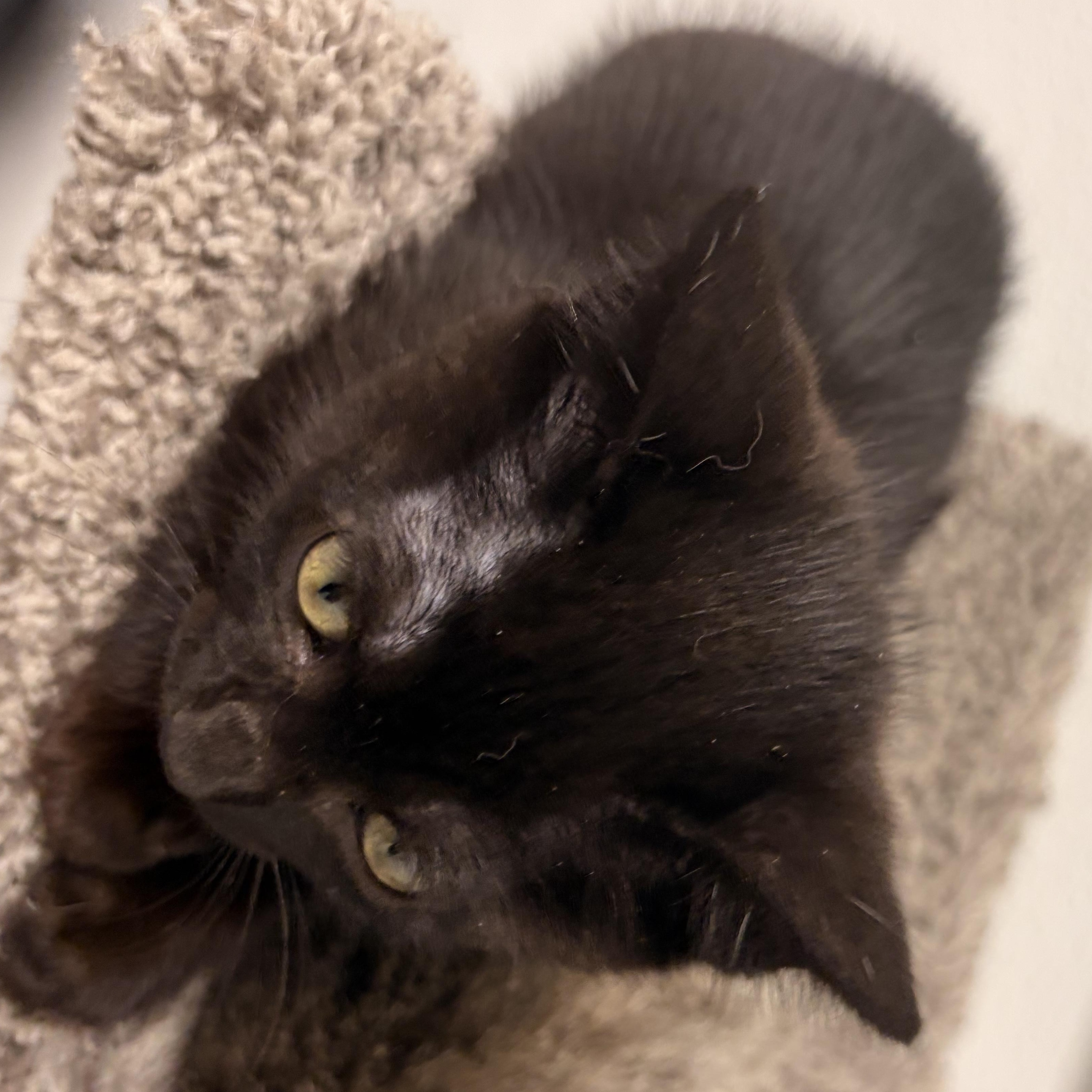 June Bug, ADOPTABLE, Kitten Female Domestic Short Hair.