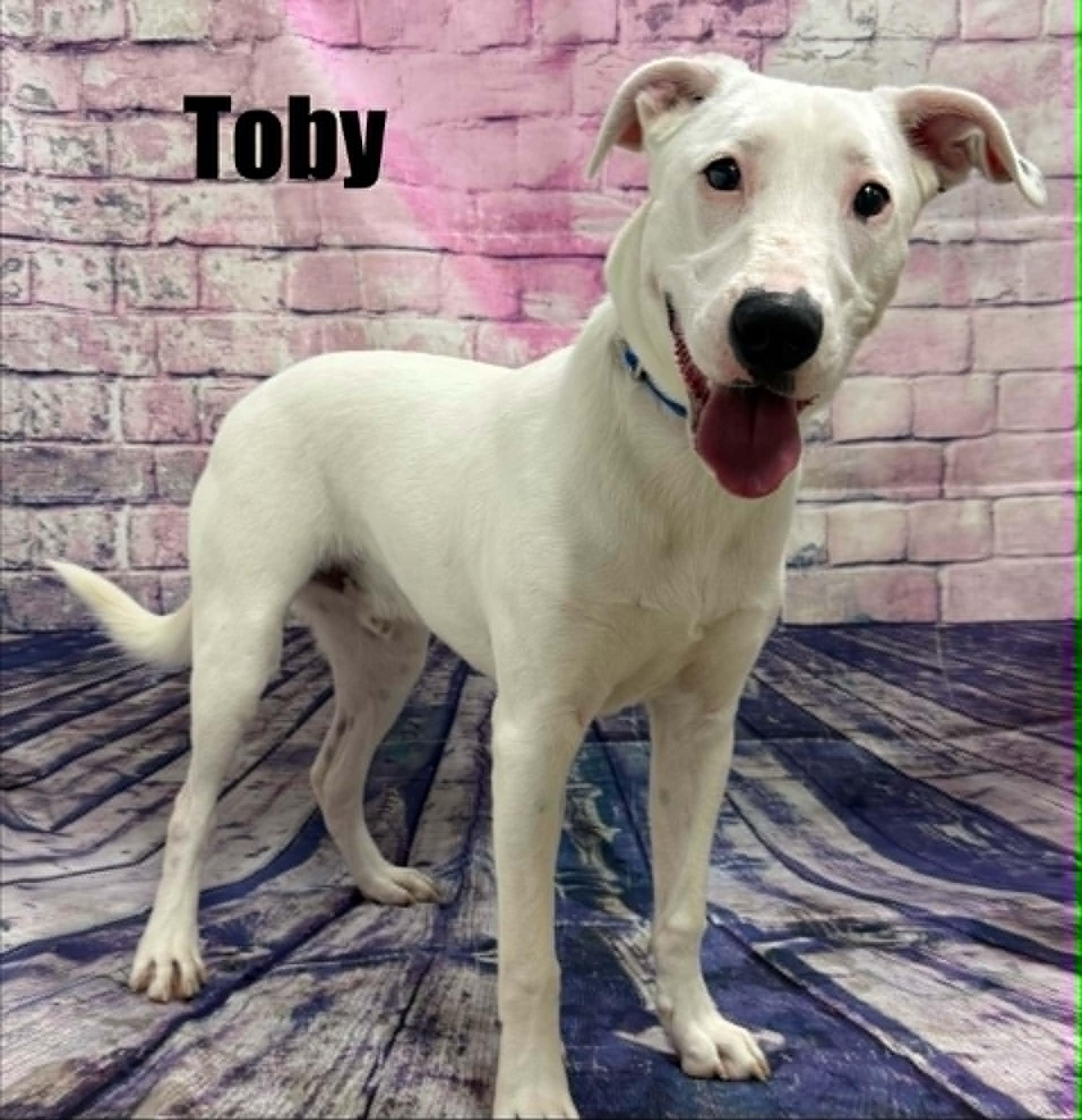 Enlarge Toby, a Adoptable mixed breed in Quincy, MI image 3/5