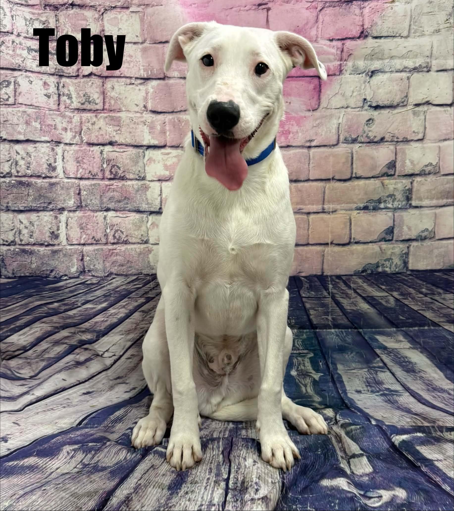 Enlarge Toby, a Adoptable mixed breed in Quincy, MI image 2/5