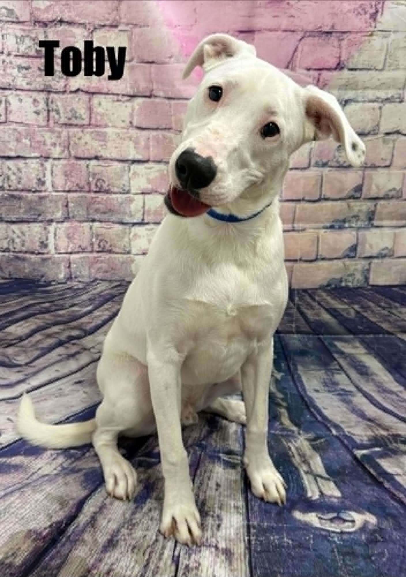 Toby, Adoptable, Young Male Labrador Retriever.
