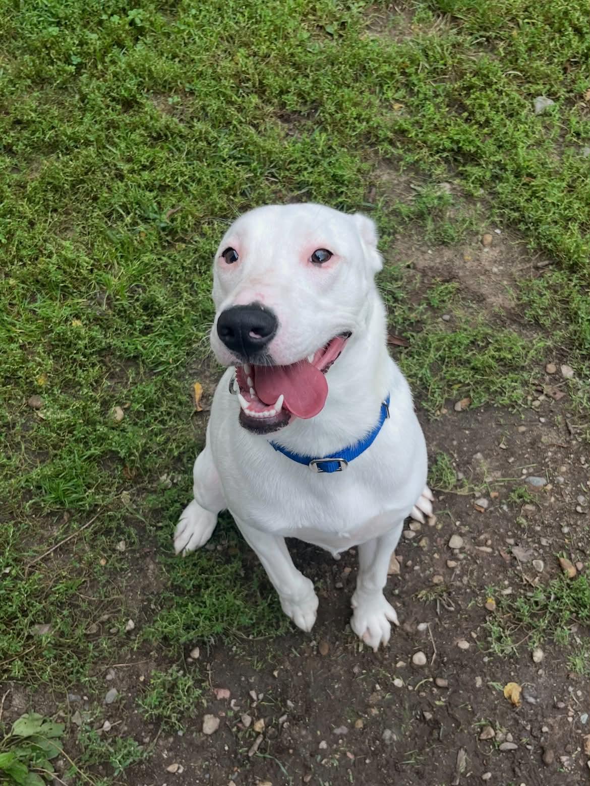 Enlarge Toby, a Adoptable mixed breed in Quincy, MI image 4/5