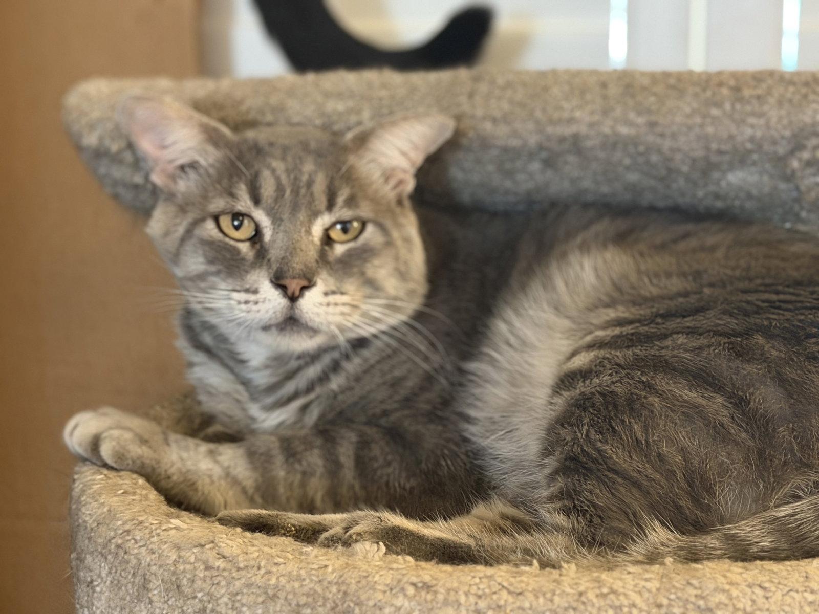 Memphis, Adopted, Adult Male Domestic Short Hair.