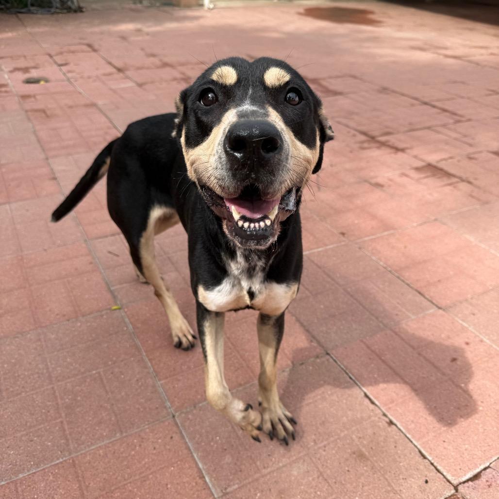 Enlarge Sammie, a Adoptable mixed breed in Robbinsville, NJ image 2/4