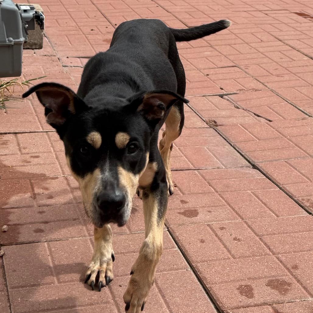 Enlarge Sammie, a Adoptable mixed breed in Robbinsville, NJ image 3/4