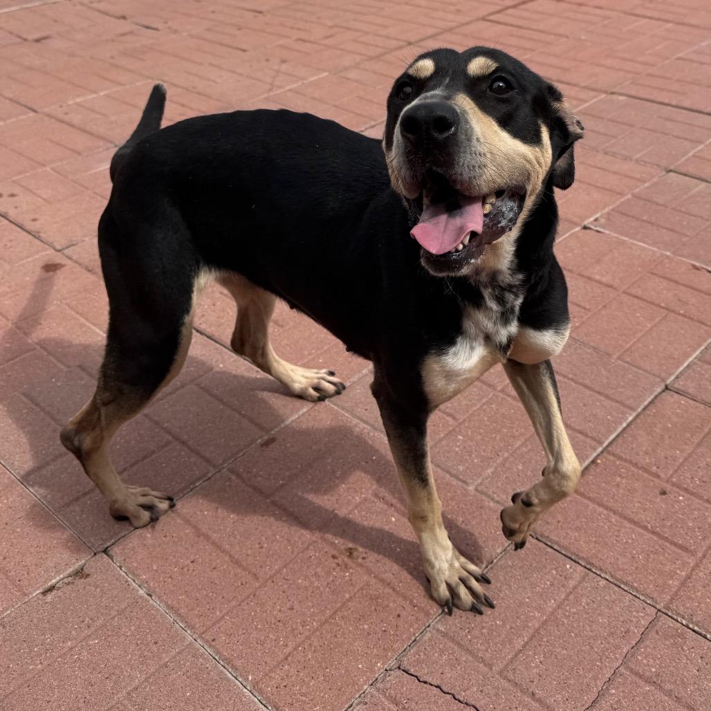Sammie, ADOPTABLE, Adult • Female, Australian Kelpie.