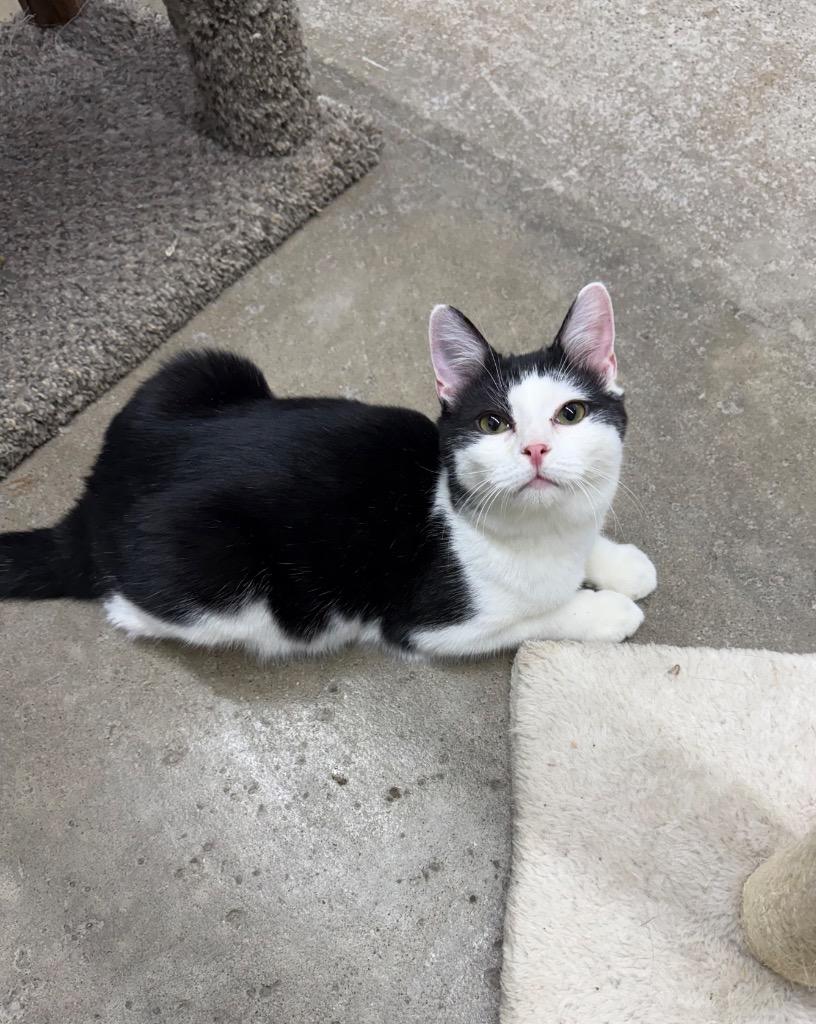 Mustard, a Adoptable mixed breed in Lagrange, IN image 1/4