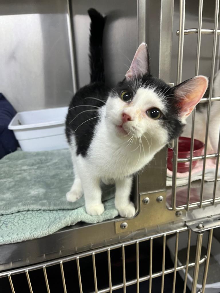 Mustard, Adoptable, Young Male Domestic Short Hair.