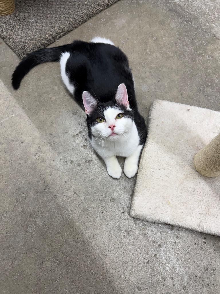 Mustard, a Adoptable mixed breed in Lagrange, IN image 3/4