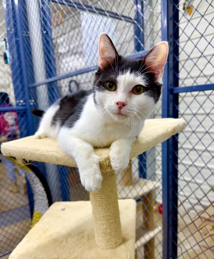 Mustard, a Adoptable mixed breed in Lagrange, IN image 4/4