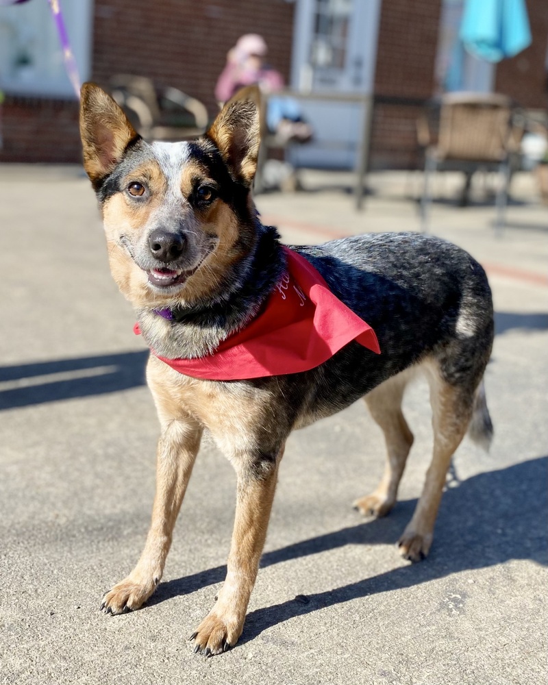 Nancy, Young Female Australian Cattle Dog / Blue Heeler